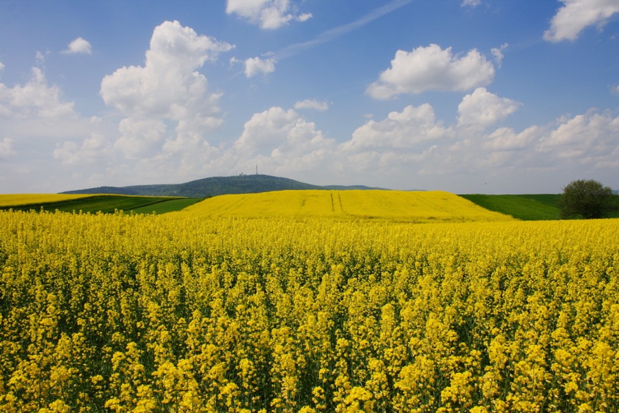 Holy Cross Mountain seen beyond a golden field